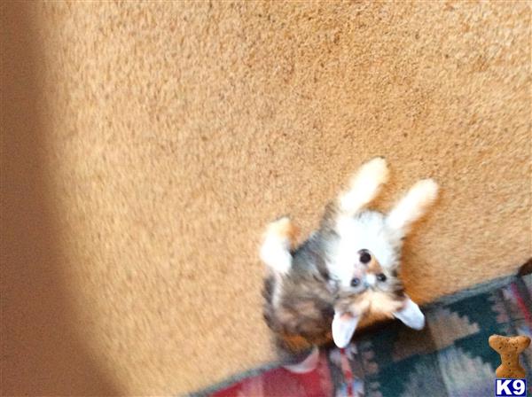 Audralynncresteds Picture 3